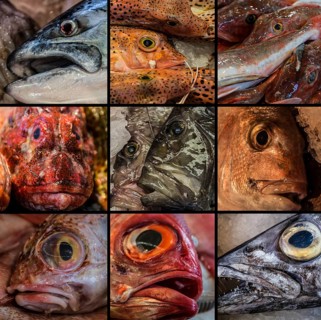 Collage of Fresh Fish sold in Auckland Fish Market