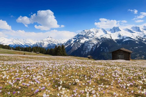 Crocus meadow in the mountains, Zillertal, Tyrol, Austria, Europe