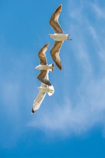 Flock of seagulls skying in the sky