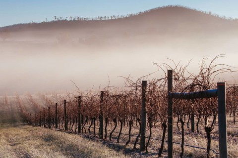 Bare vines during winter on a cold frosty morning in the Yarra Valley, Victoria, Australia, Oceania