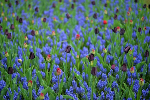 Keukenhof in the Netherlands has long been a magnet for international tourism, but it is