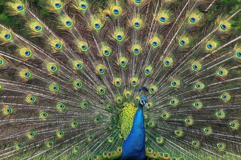 Illustration of a peacock male with beautiful feather