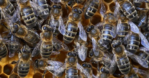 |European Honey Bee (apis mellifera), Black Bees on Brood Ray, Bee Hive in Normandy