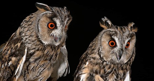 Long Eared Owl (asio otus), Portrait of Adults, Normandy in France