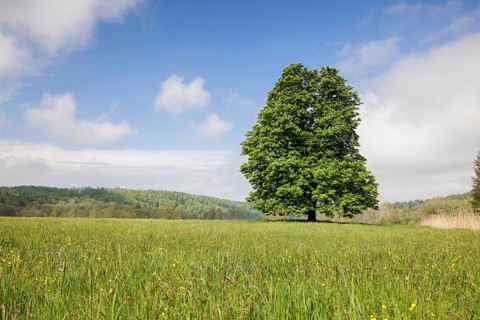A lone tree, horse chestnut (Aesculus), stands on a green meadow under a clear blue sky and some
