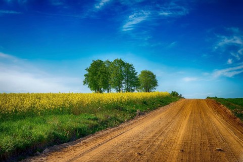 Gravel country road through farm fields passing a crop of bright yellow rapeseed or canola under a