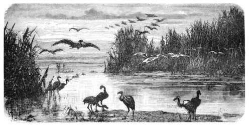 Swampland in Florida. Illustration originally published in Hesse-Warteggs Nord Amerika, swedish