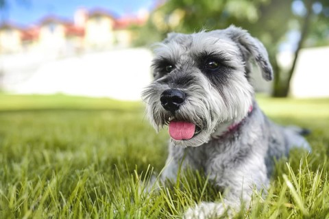 Portrait of a beautiful dog schnauzer sitting on the grass and looking into the distance in the
