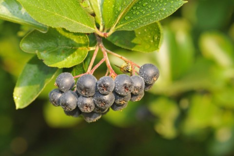 Aronia berries on a bush. Aronia is a genus of deciduous shrubs, the chokeberries. Aroniabeeren am