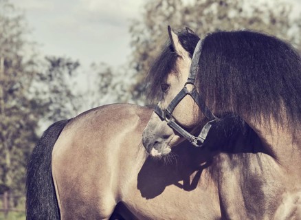 Portrait of Beautiful buckskin welsh pony