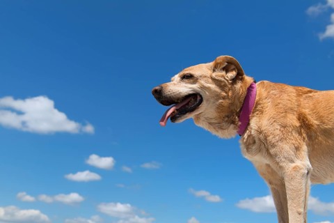 Old hunting dog against blue sky