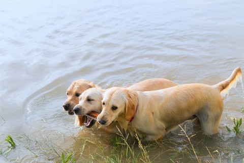 Swimming and playing labrador dogs