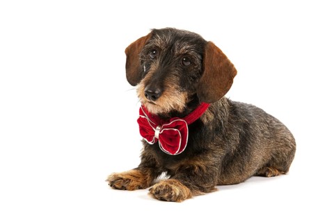 Wire haired dachshund with velvet Christmas bow isolated over white background