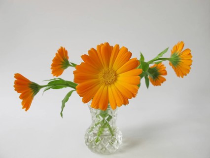 Marigolds in a vase