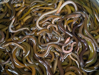 A lot of small eels in the basket in the local market, Thailand, Asia