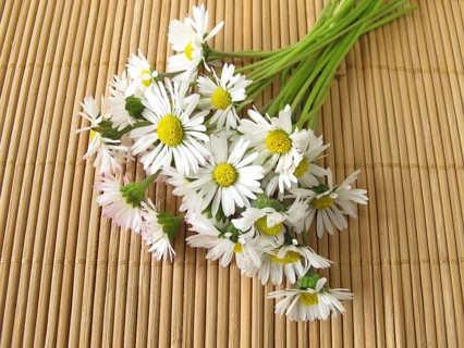 A bunch of daisies