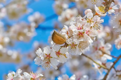 Branch of a Blossoming Almond Tree Varna, Bulgaria, Europe