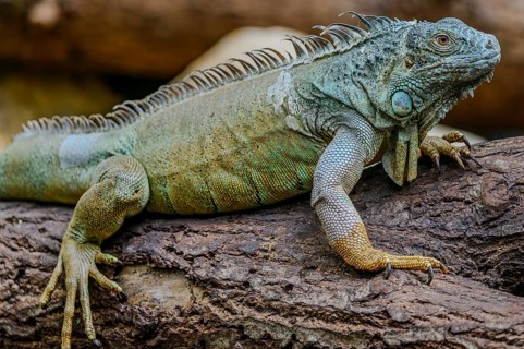 A Green iguana sits on a branch in Straubing Zoo, Lower Bavaria