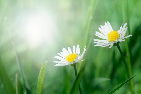Spring flowers daisies close up. Copy space