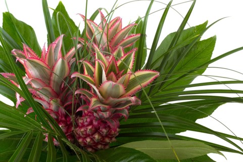 Pineapple fruit in bouquet with green leaves