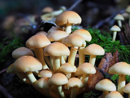 Mushroom sulphur heads (Hypholoma), blurred background, North Rhine-Westphalia, Germany, Europe