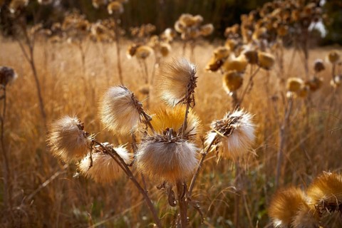 Dried thistle plant in golden meadow at mediterranean
