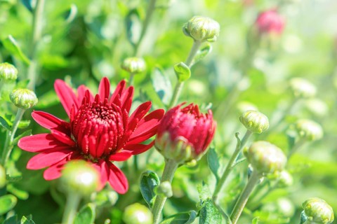 Red Chrysanthemum Mum Flowers and Buds
