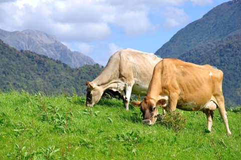 Jersey cows on pasture, Westland, New Zealand, Oceania