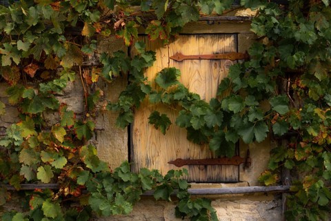 Grape vines hanging over the stone wall and wooden trapdoor from an old german house