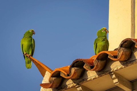 Two Yellow-crowned parrots sitting on red roof tiles against deep blue sky