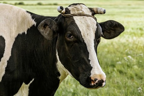 Cow on the pasture in rural area Dviete, Latvia, Europe