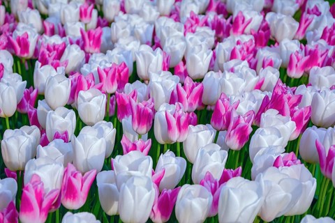 Flowerbed of tulips in the garden. Springtime in Netherlands Lisse, Netherlands