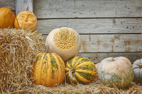 Pumpkins on a Hay against the Wooden Background Varna, Bulgaria, Europe
