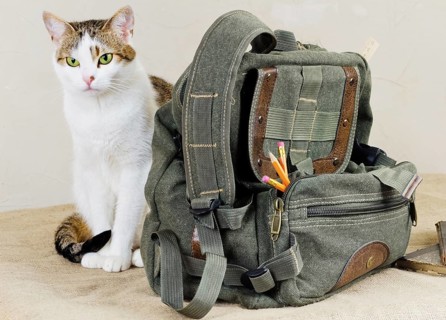 Cat and bag