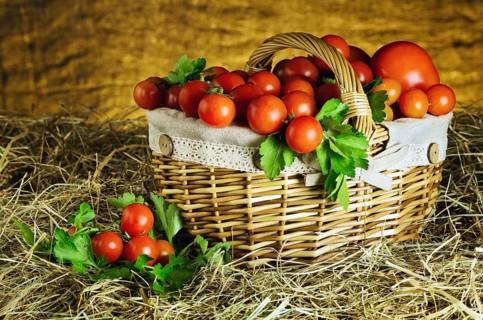 Red ripe tomatoes in a basket on the hay Daugavpils, Latvia, Europe