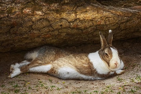 The rabbit lies on the ground under a tree trunk Bialystok, Poland, Europe