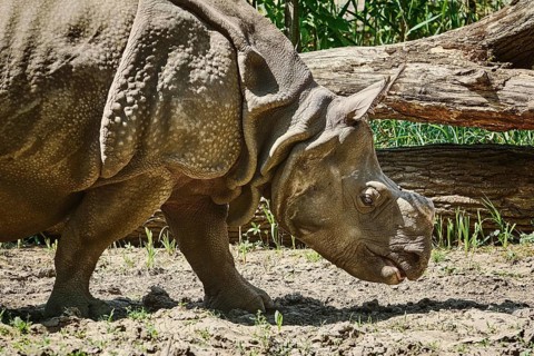 Rhinoceros (Diceros Bicornis). Rhinoceros Family are Some of the Largest Remaining Megafauna.