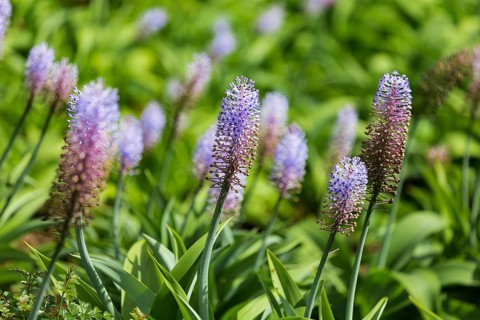 Blauer Ingwer, Dichorisandra thyrsiflora. Brasilien, Madeira, Funchal, Blue ginger, Flower of the