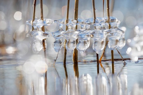 Clear ice caps surround branches in the water, illuminated and reflecting with bokeh in the