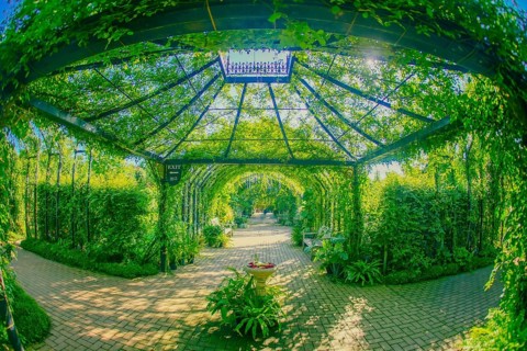 Plant arch (green arch). Shooting Location: Nishi -ku, Yokohama