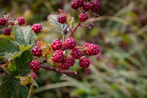 Blackberries, ripening fruit on the bush, late summer