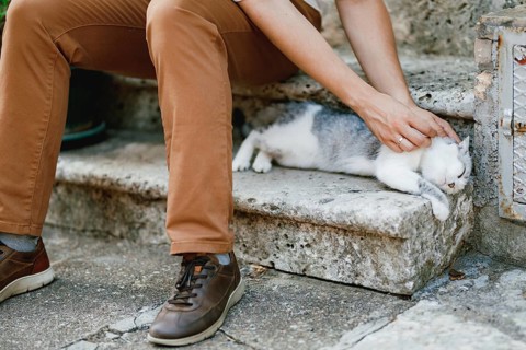 A man in brown trousers sits on the stone steps in the old town and strokes a lying gray cat,