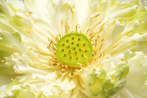 Lotus flower as background