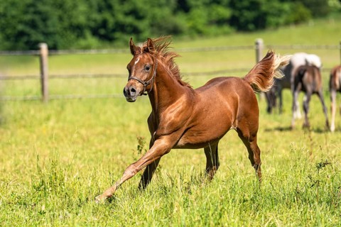 Powerful elegance of a half-grown horse