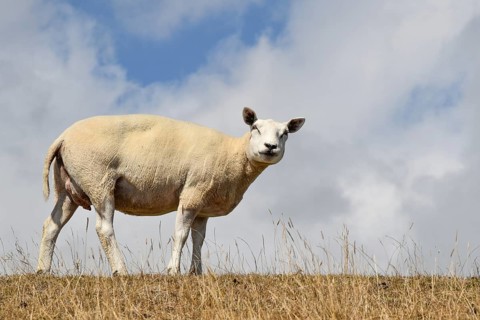 Texel, Netherlands. August 2022. A sheep on the dike on the island of Texel