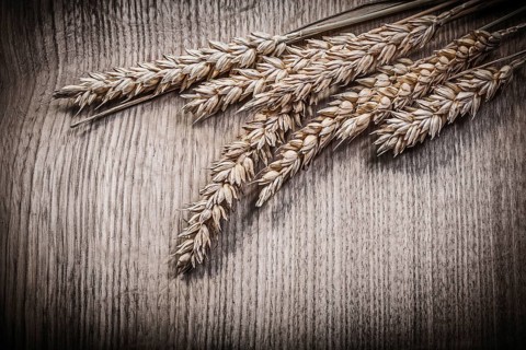 Composition of golden wheat rye ears on wooden board