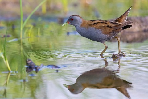 Lesser Crake (Porzana parva), Lesbos, Lesbos Island, Greece, Europe