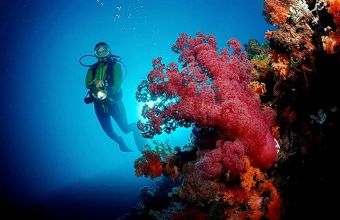 Diver and coral reef, Indonesia, Raja Ampat, Irian Jaya, West Papua, Indian Ocean, Asia