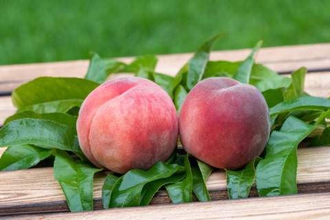 Peach (Prunus persica 'Winzertraum'), An den Dorfwiesen 9, Germany, Europe