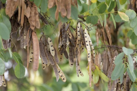 Common false acacia (Robinia pseudoacacia), Anchers Havecenter, Berlin, Berlin, Germany, Europe